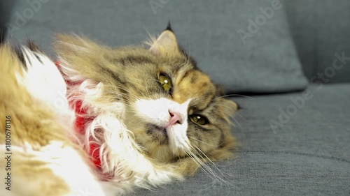 Fluffy domestic feline resting on soft, comfortable couch, showcasing relaxed expression with mix of colors in its fur and red collar adding pop of color to serene scene