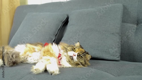 Fluffy cat lounging on cozy gray sofa, showcasing its relaxed demeanor and vibrant fur, creates warm and inviting atmosphere in comfortable home setting