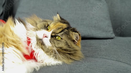 Fluffy cat lounging on gray couch, relaxed and comfortable, showcasing colorful coat with yellow green eyes, creating tranquil scene that evokes sense of peace and coziness
