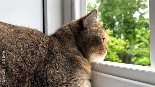 The cat sits on the balcony on a hot summer day. British chinchilla cat