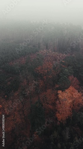 Retreating Drone Flight Over The Foggy Autumn Forest, Revealing The Depths Of The Golden-Brown Trees In A Cinematic Moody Style