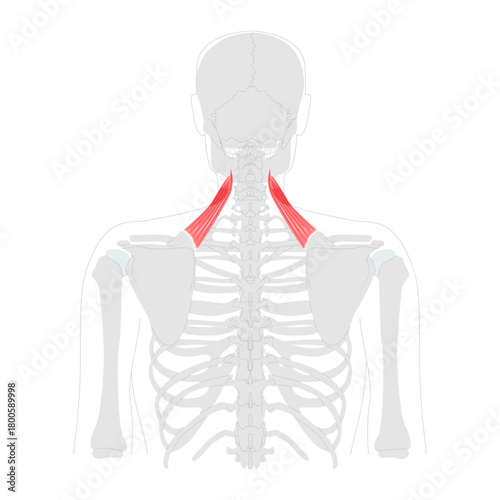Levator scapulae - Human neck and shoulder muscle shown in anatomy diagram, elevates scapula and tilts glenoid cavity inferiorly, essential for posture and movement education