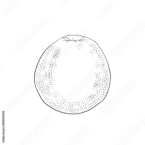 Realistic depiction of whole orange on plain background