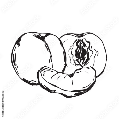 Ripe peach sketch with slice and pit for summer recipes