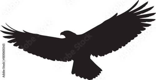 Silhouette of a hawk in flight isolated on
