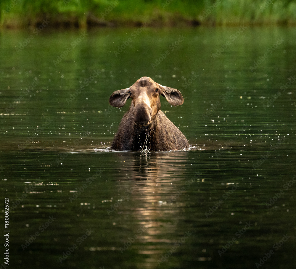 Fototapeta premium Moose Cow With Droopy Ears Lifts Head From Fishercap Lake