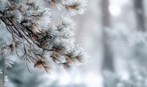 A branch covered in snow and ice