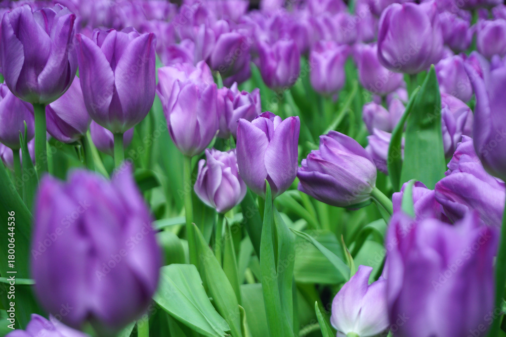 Naklejka premium Tulips Flower