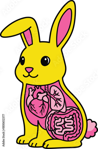 Cartoon rabbit anatomy illustration, cute yellow bunny, internal organs visible, educational animal diagram, children biology learning, pink organs exposed