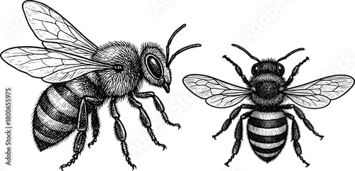Vintage Bee Illustration in Black and White Engraving Art Sketch