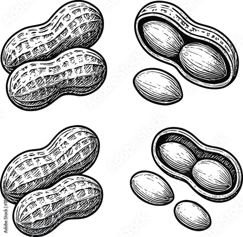Hand-Drawn Peanut Illustration Set – Vintage Engraving Style Nuts