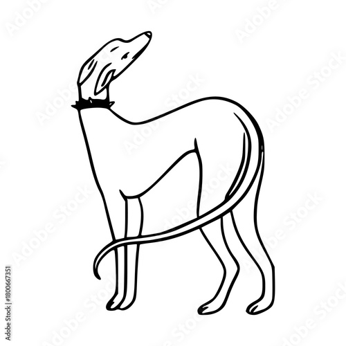 elegant greyhound dog line art