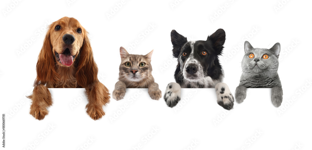 Obraz premium Cute cats and dogs peeking out of banner with paws on it. White background