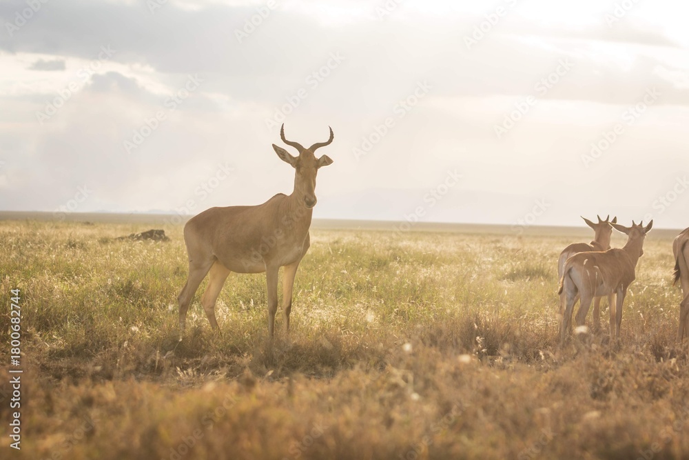 Obraz premium Harrington's Hartebeest Antelopes Standing Against the Bright Light of the Savanna Sky, Serengeti, Tanzania