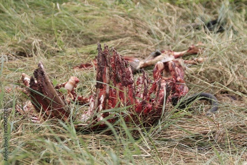 Fotografie Remains of Animal Carcass in Tall Grass
