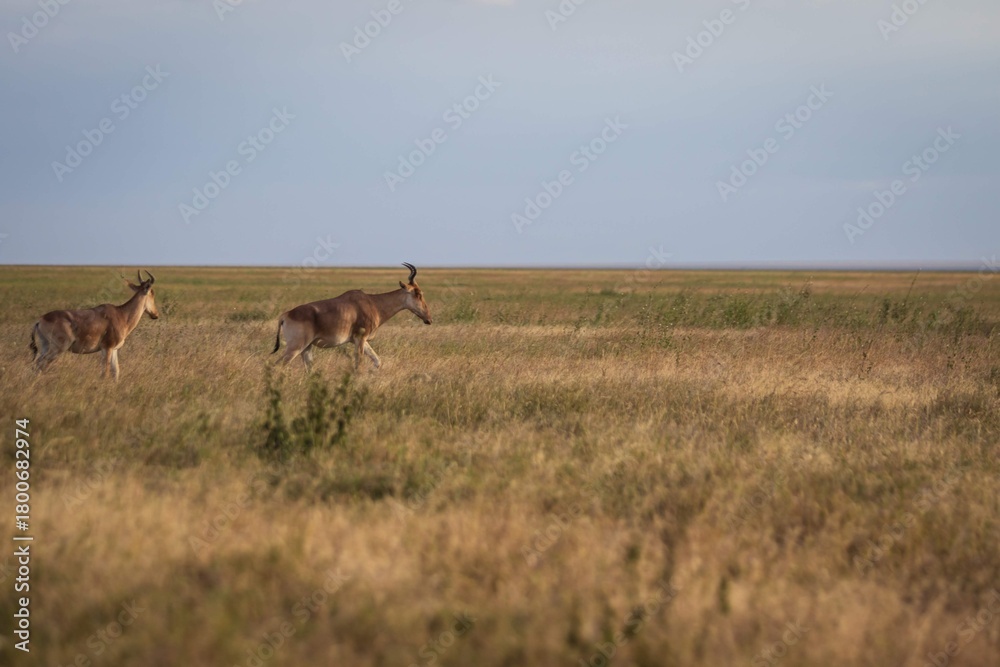 Naklejka premium Two Hartebeest Running Across the Serengeti Grassland
