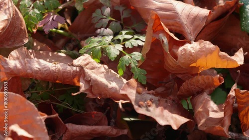Autumn forest during the day. A small green plant among fallen yellow leaves.