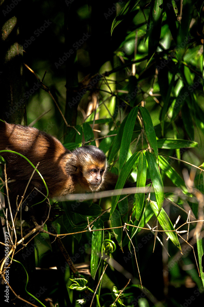 Obraz premium A monkey is sitting on a tree branch