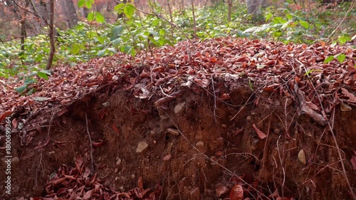 Autumn forest during the day. A small outcrop of land with autumn foliage.