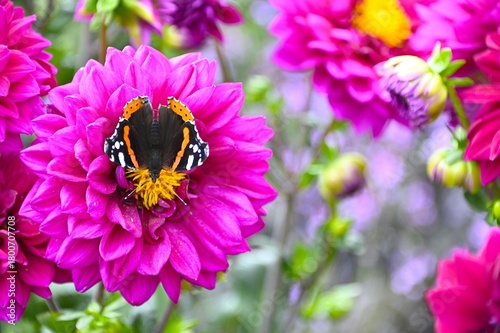 Red Admiral (Vanessa atalanta) butterfly in Fanø, Denmark 