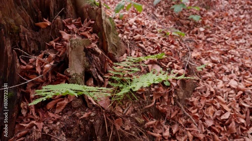 Autumn forest during the day. A small bush of fern grows near the stump.
