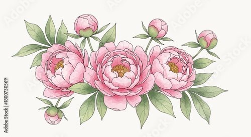 Beautifully Rendered Pink Peonies with Green Leaves, Delicate Floral Illustration