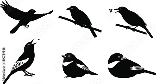 Elegant black silhouette bird illustrations featuring flying, perched, feeding, and resting poses, perfect for nature artwork, creative vector design projects, branding, and decorative content
