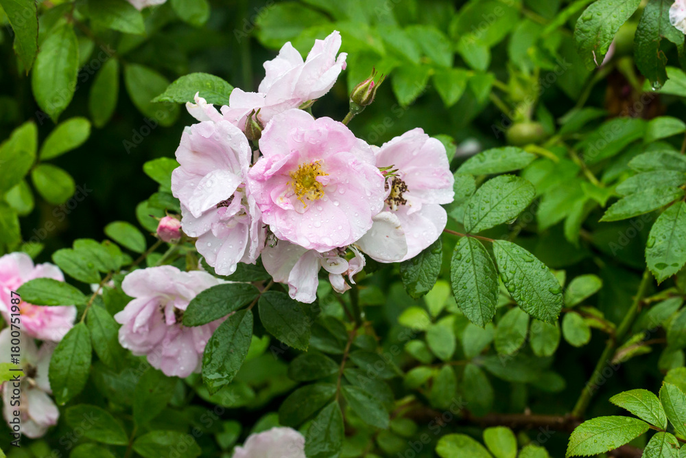 Fototapeta premium wild pink roses on a bush with raindrops and dew on a blurred background with bokeh. space for text. colorful flower photography. beautiful screensaver. romantic love