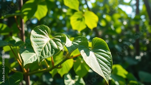 kava. Pacific islands kava pepper plant with heart-shaped leaves under tropical sunlight. gardening catalogs, home-decor guides, designed for home decor and floral branding.