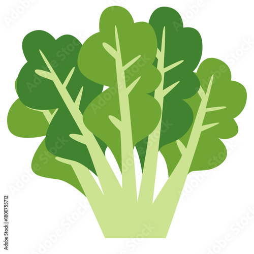 A fresh green lettuce 2d illustration in clean flat style, symbolizing organic vegetables, healthy eating, natural produce, garden plants, and nutritious food ingredients.