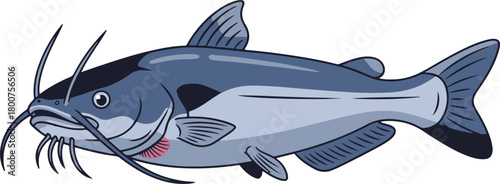 A realistic cartoon illustration of a blue-gray catfish with long whiskers and fins, detailed with shading