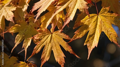 Golden autumn maple leaves close-up glowing in soft sunlight during fall season