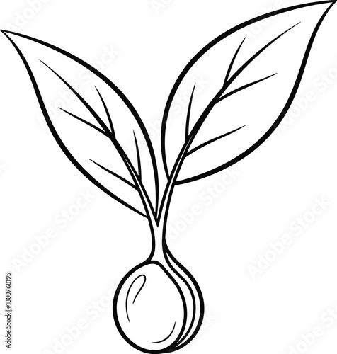 Seed germination illustration, young plant sprouting, botanical growth diagram, educational biology image, black and white line drawing, science concept