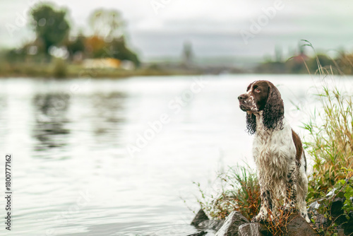 Bilde på lerret Old English Cocker Spaniel standing in shallow water by a rocky lakeshore on a m