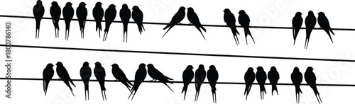 Birds perched on wires silhouette, flock of birds in clusters vector illustration, minimalist black and white line art, natural wildlife artwork design