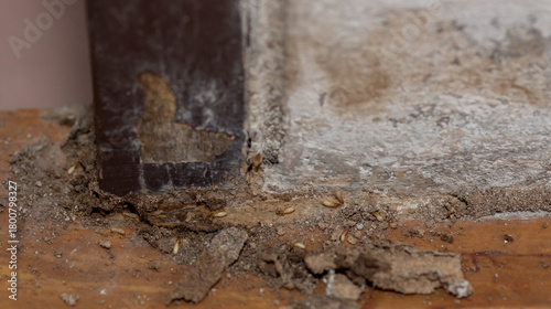 Close up of Termites Eating wood, (Termite damage house)