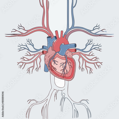 human heart anatomy illustration vector