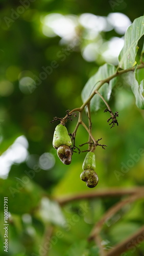 Cashew leaves, flowers and fruit (Anacardium occidentale L.)