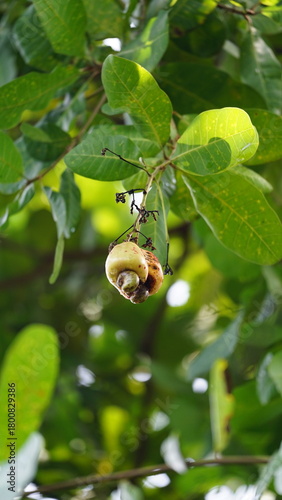 Cashew leaves, flowers and fruit (Anacardium occidentale L.)
