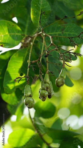 Cashew leaves, flowers and fruit (Anacardium occidentale L.)