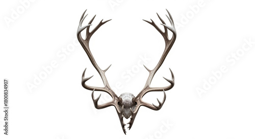 Overhead view of a majestic deer skull and antlers, isolated on, showcasing the intricate details of natures artistry and beauty