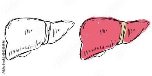 Grunge Sketch Handdrawn Liver Vector Ideal for medical, educational, or expressive anatomical projects requiring a raw, distressed sketch aesthetic for human organs.
