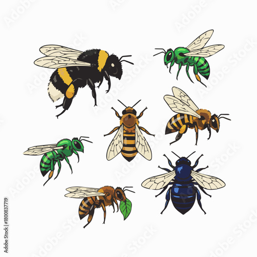 A set of different  kinds of bees, vector