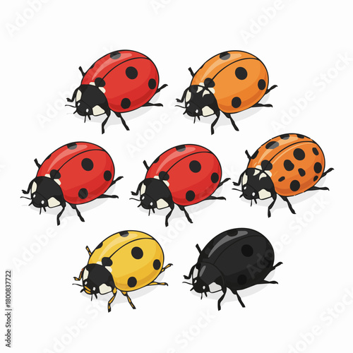 A set of different kinds of ladybird, ladybug, beetle