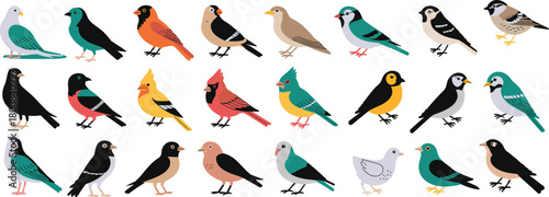 Colorful cartoon birds in various poses and species, vibrant feathered wildlife vector set for nature, education, decor, animal identification, and seasonal themes
