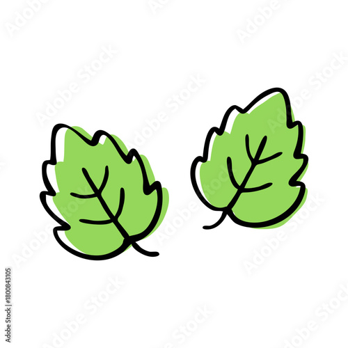 Hand Drawn Pair of Mint Leaves