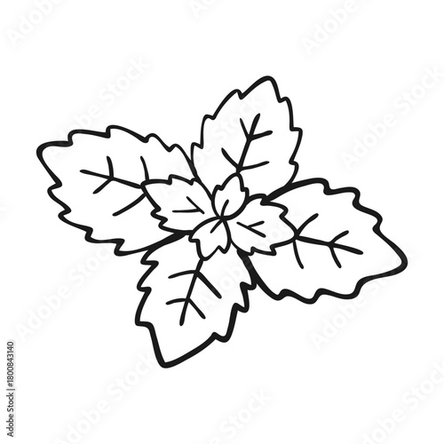 Hand Drawn Fresh Mint Leaves