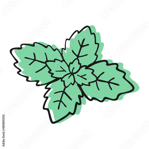 Mint Leaves Doodle Illustration
