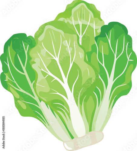 A fresh vibrant illustration of a bok choy vegetable with detailed green leaves