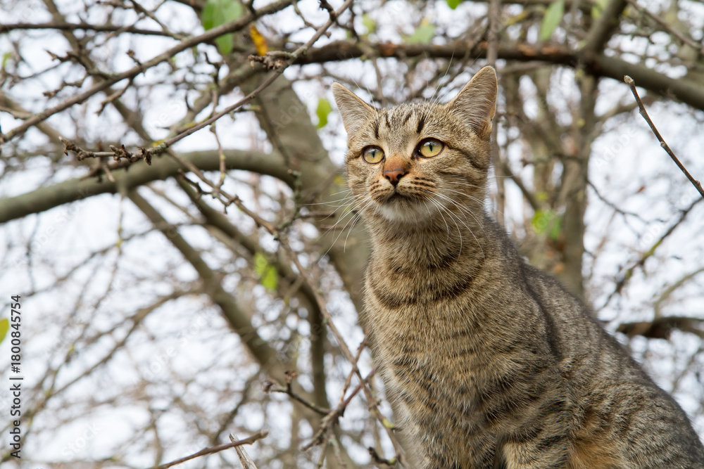 Obraz premium Portrait of a young gray cat in the branches of an autumn tree. Cat sitting on a tree and looking into the distance